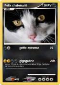 Felix chaton