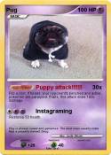 Pug