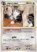 chat et chien