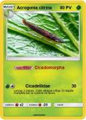 Acrogonia citri