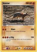 Numbat