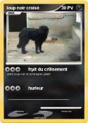 loup noir crois