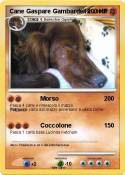 Cane Gaspare