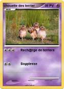 chouette des