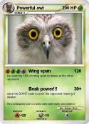 Powerful owl