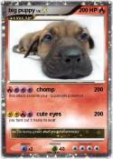 big puppy