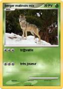 berger malinois