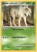 border collie