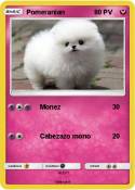 Pomeranian