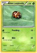 Asian Ladybeetl