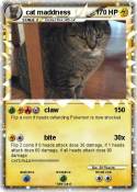 cat maddness