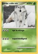 border collie