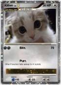 Kitten