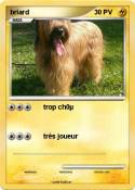 briard