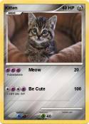 Kitten