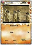 meerkats