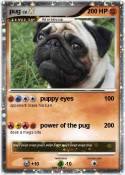 pug