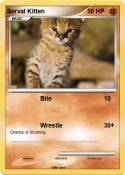 Serval Kitten