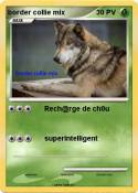 border collie