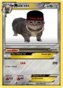 uia cat