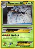 queen ant GX