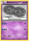Synechococcus