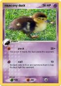 muscovy duck