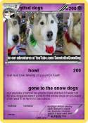 gttsd dogs