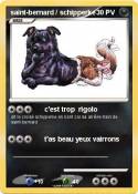 saint-bernard /