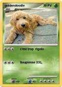 goldendoodle