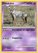 chacal doré