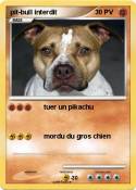 pit-bull