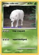 border collie
