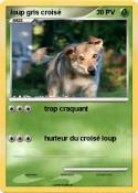 loup gris crois