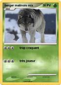 berger malinois