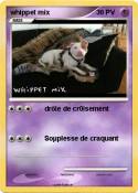 whippet mix