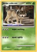 border collie