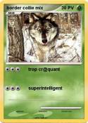 border collie