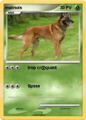 malinois