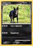 schipperke