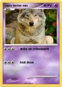 cairn terrier