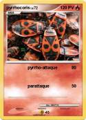 pyrrhocoris
