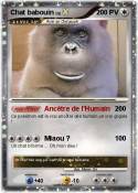 Chat babouin