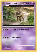 fox terrier cro