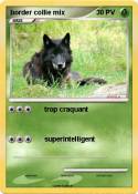 border collie
