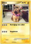 briard