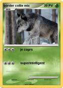 border collie