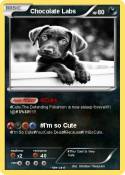 Chocolate Labs