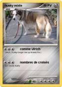 husky mixte