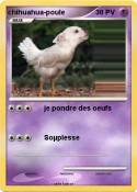 chihuahua-poule